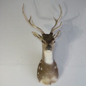 Taxidermy Mount Online
