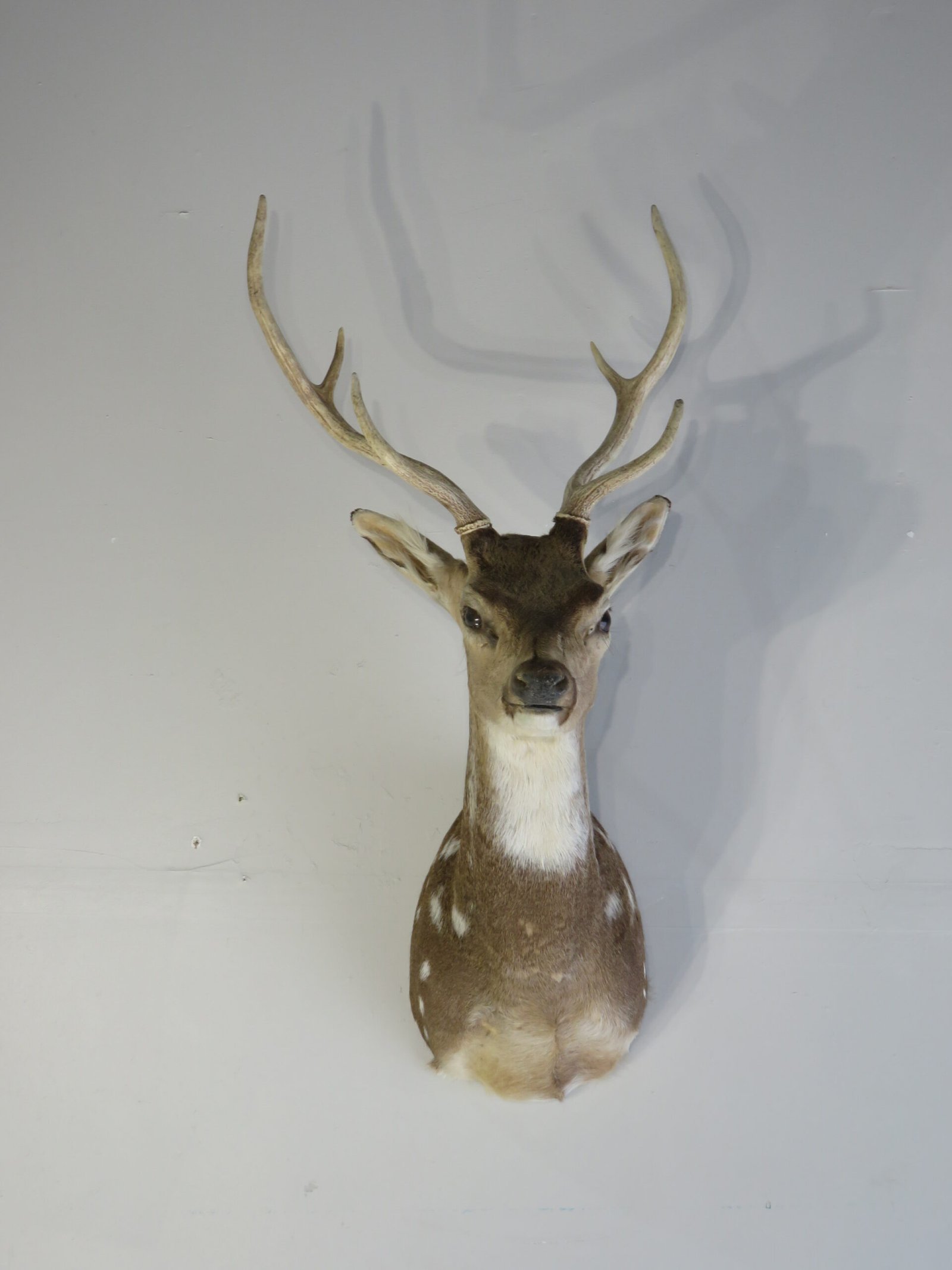 Taxidermy Mount Online