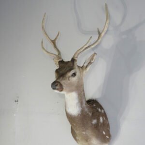 Taxidermy Mount Online