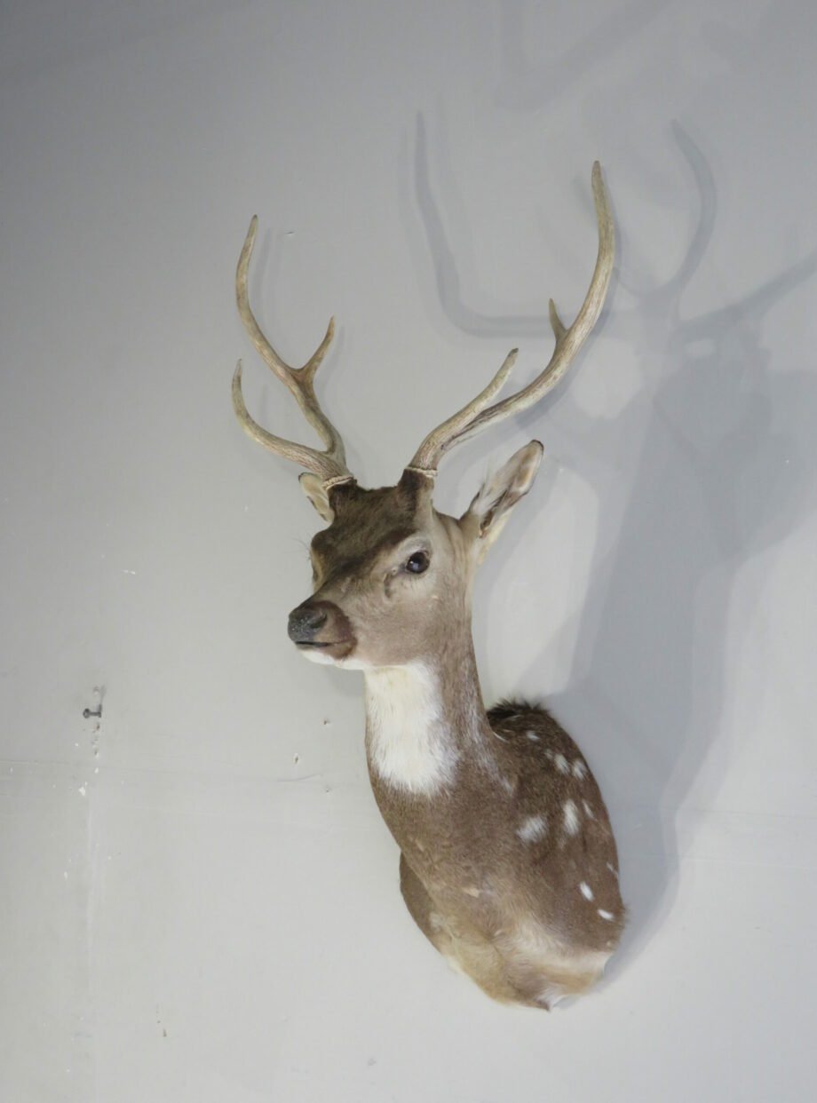 Taxidermy Mount Online