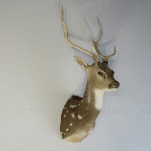 Taxidermy Mount Online