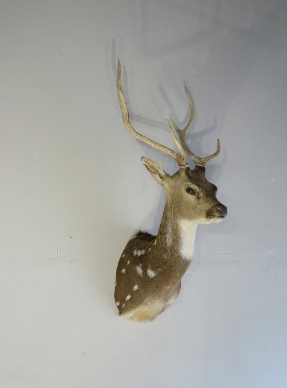 Taxidermy Mount Online
