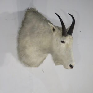 Cheap Taxidermy For Sale Near Me