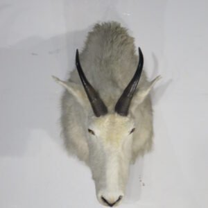 Cheap Taxidermy For Sale Near Me