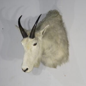 Cheap Taxidermy For Sale Near Me