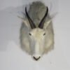 Cheap Taxidermy For Sale Near Me