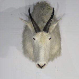 Cheap Taxidermy For Sale Near Me