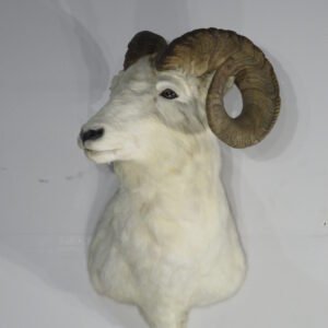 Large Taxidermy For Sale