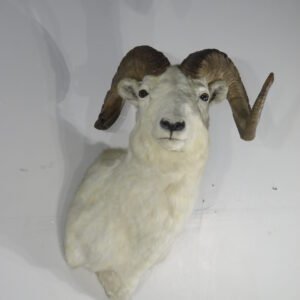 Large Taxidermy For Sale
