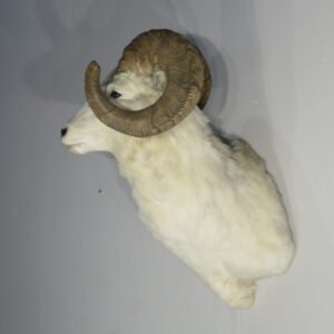 Large Taxidermy For Sale