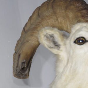 Large Taxidermy For Sale