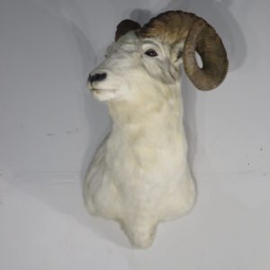 Large Taxidermy For Sale