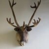 Taxidermy For Sale Cheap