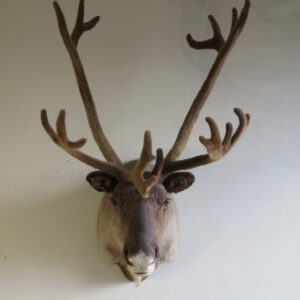 Taxidermy For Sale Cheap