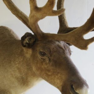 Taxidermy For Sale Cheap