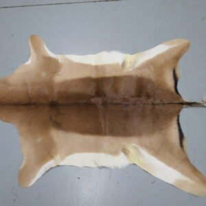 African Impala Taxidermy Skin