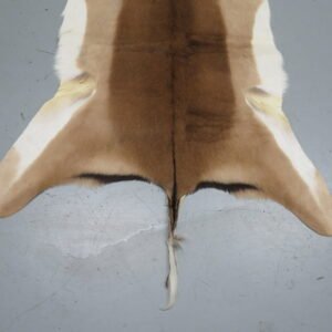 African Impala Taxidermy Skin