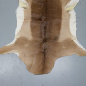 African Impala Taxidermy Skin