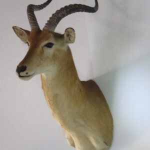 African Puku Taxidermy