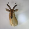 African Puku Taxidermy
