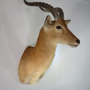 African Puku Taxidermy