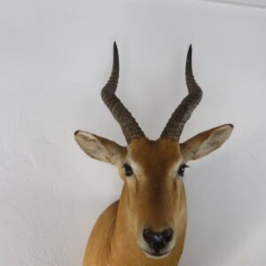 African Puku Taxidermy Mount
