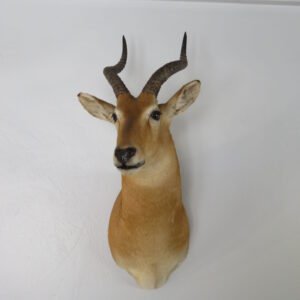 African Puku Taxidermy Mount