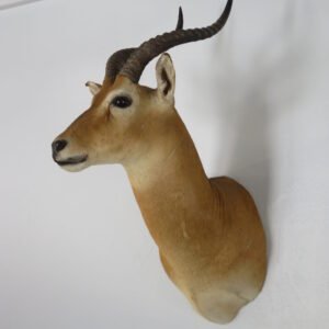 African Puku Taxidermy Mount