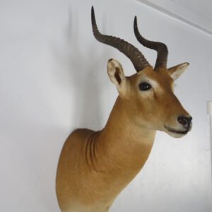 African Puku Taxidermy Mount