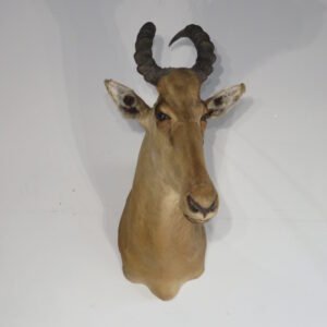 African Taxidermy Available Online
