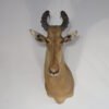African Taxidermy Available Online