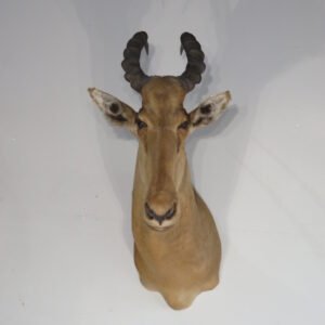 African Taxidermy Available Online