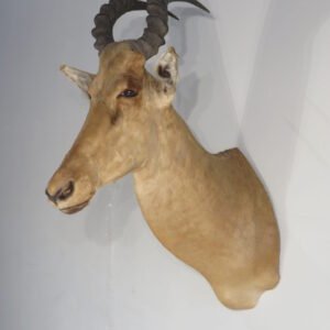 African Taxidermy Available Online