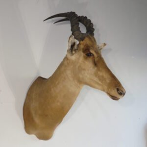 African Taxidermy Available Online