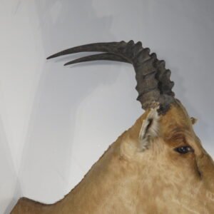 African Taxidermy Available Online