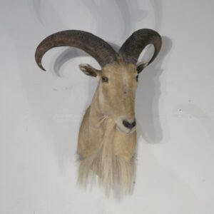 Exotic Taxidermy For Sale