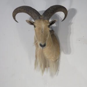 Exotic Taxidermy For Sale