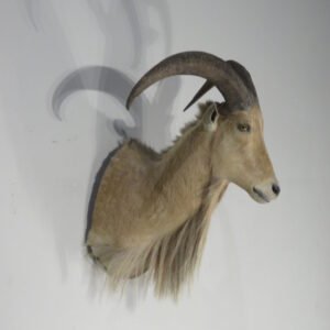 Exotic Taxidermy For Sale