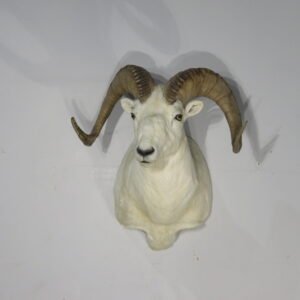 Alaskan Dall Sheep Ram Taxidermy