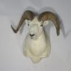 Alaskan Dall Sheep Ram Taxidermy