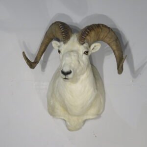 Alaskan Dall Sheep Ram Taxidermy