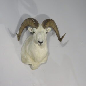 Alaskan Dall Sheep Ram Taxidermy