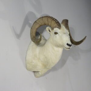 Alaskan Dall Sheep Ram Taxidermy