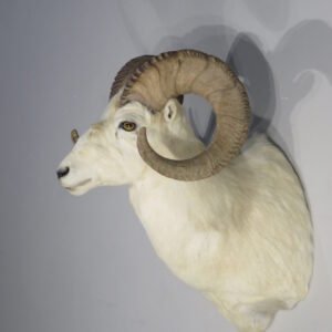 Alaskan Dall Sheep Ram Taxidermy