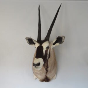 Taxidermy For Sale Near Me