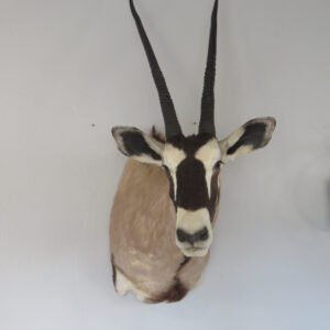 Taxidermy For Sale Near Me