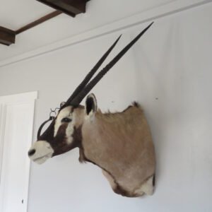 Taxidermy For Sale Near Me