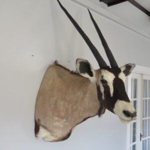 Taxidermy For Sale Near Me
