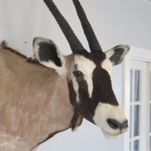 Taxidermy For Sale Near Me