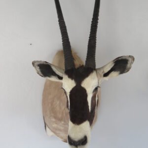 Taxidermy For Sale Near Me